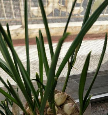 种植六倍力种子的技巧与方法（提高产量的关键技术、专家分享种植经验、高效种植策略）