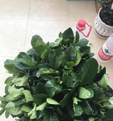 栀子花的生理缺水及应对方法（了解栀子花的生理缺水原因，帮助植物健康生长）