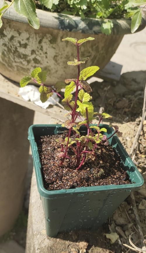 拯救薄荷烂叶，让其重现生机（重视栽培管理、科学施肥、合理病虫害防治，实现薄荷烂叶的挽救）