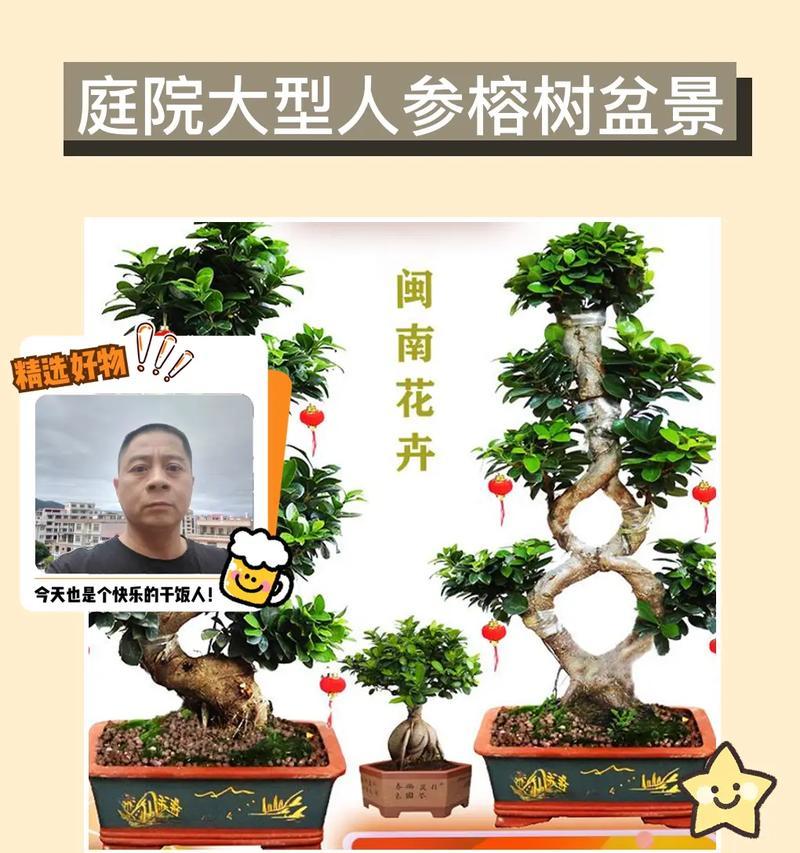 人参榕叶子掉光怎么处理（保护人参榕，让其重新焕发生机）