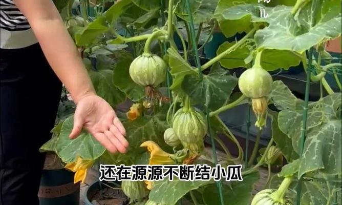 南瓜盆栽种植指南（快乐种植南瓜在家园）