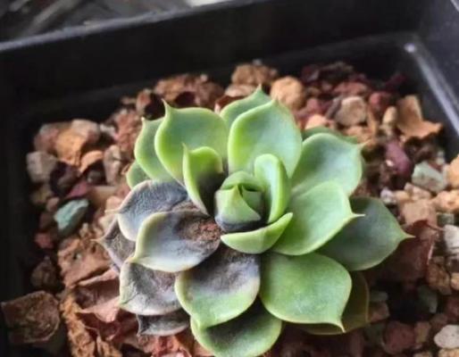 多肉植物叶片被药水伤害处理方法（保护多肉植物叶片免受药水伤害的有效措施）