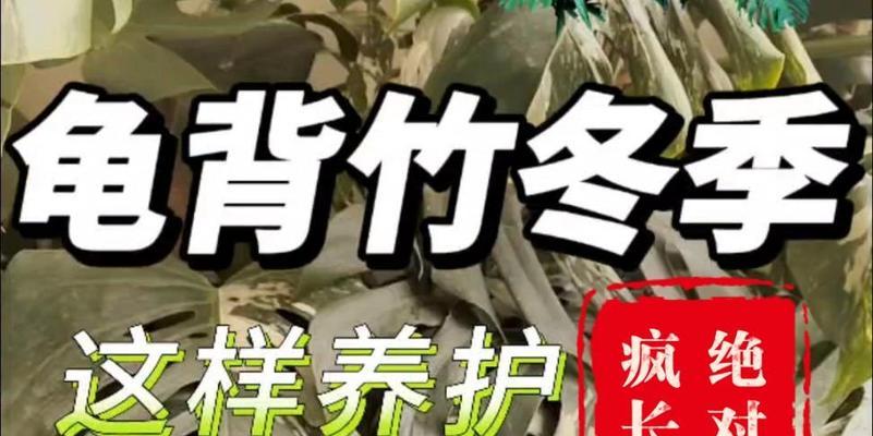 冬天种植龟背竹的技巧与注意事项（打造冬季花园的绿色选择）