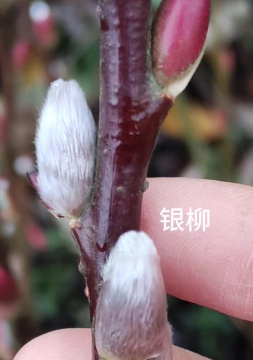银柳养护指南（打造繁茂的银柳树林）