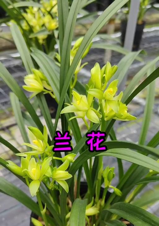 兰草花叶子发黄原因及治疗方法（揭秘兰草花叶子发黄的症状和防治措施）
