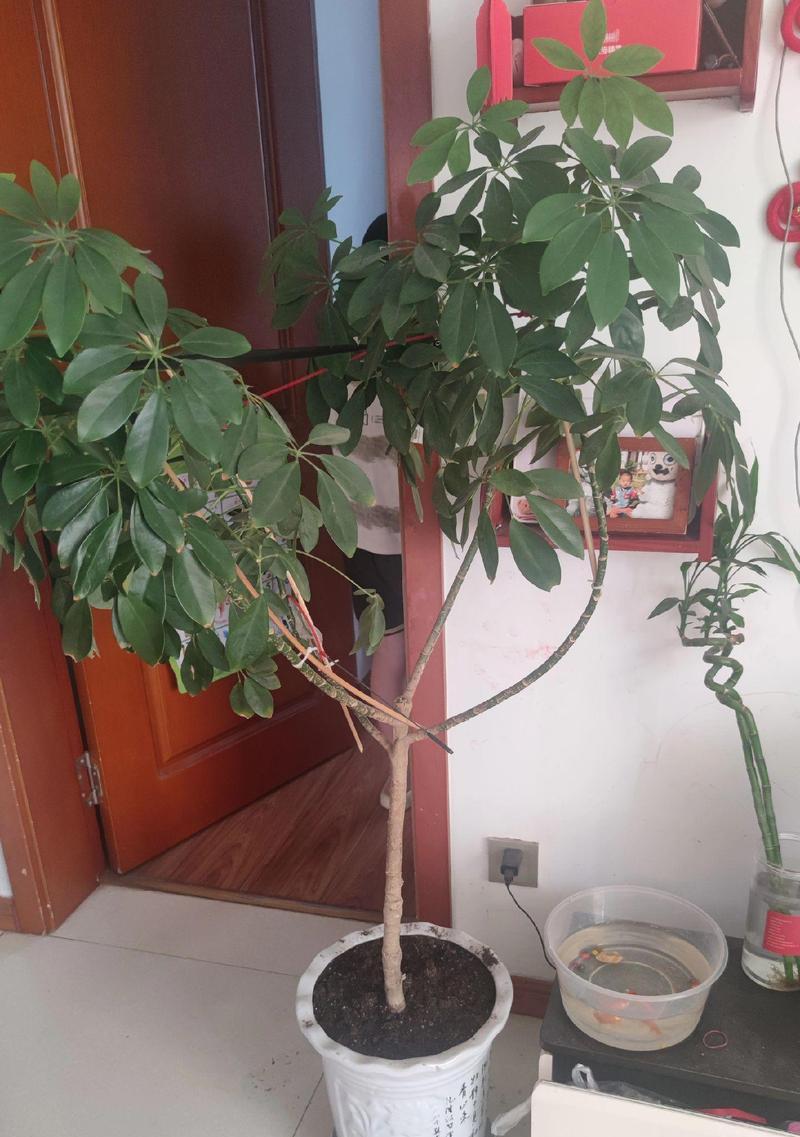发财树叶子掉落原因及养护方法（揭秘发财树掉叶原因，教你科学养护）