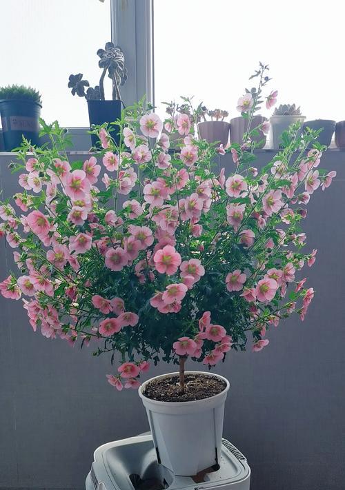 木槿盆栽的造型艺术（以木槿盆栽为媒介，创造独特的植物形态）
