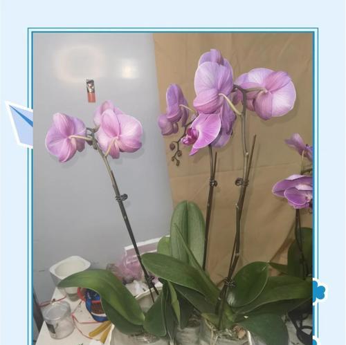 如何选择适合的花盆——细高和矮粗的比较（挑选花盆的关键）