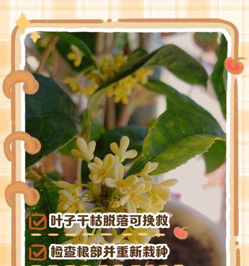 秋天桂花掉叶子的原因及防治方法（秋天桂花掉叶子，）