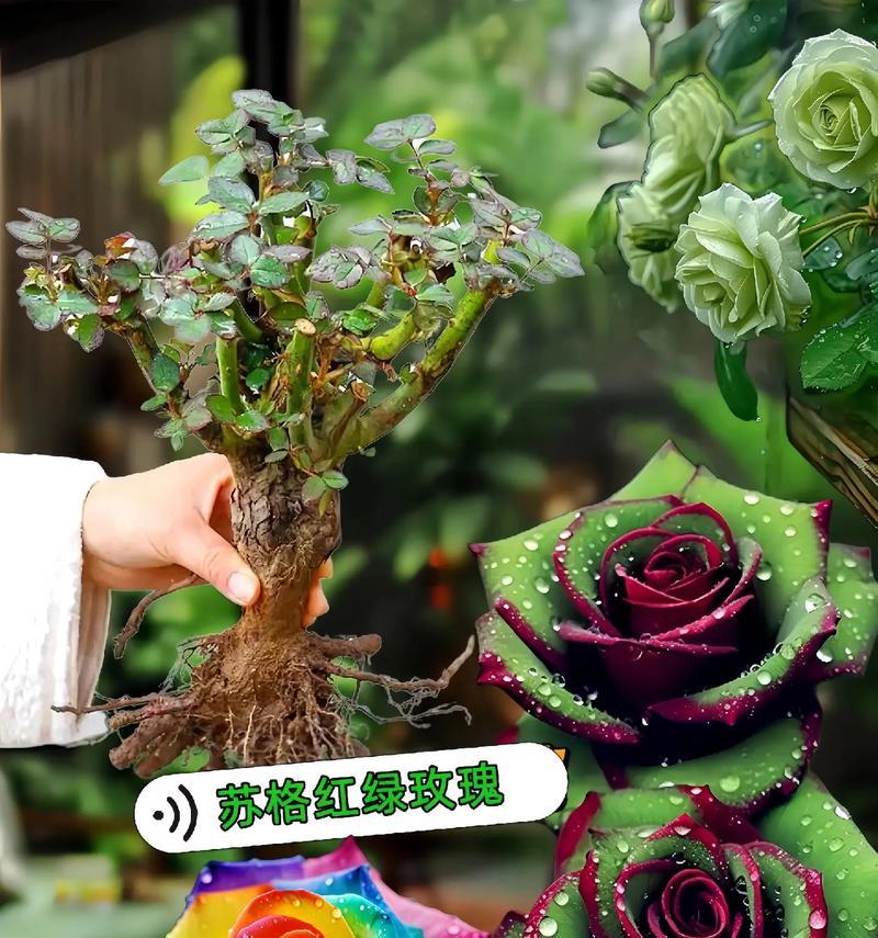 如何正确养护被摘下的玫瑰花（让美丽延续——关于摘下的玫瑰花的养护方法）