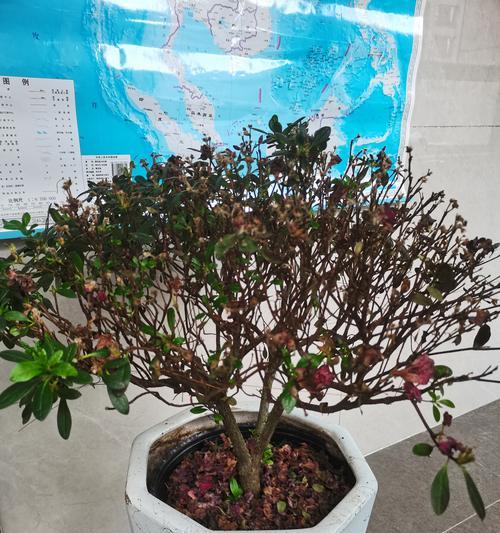 春鹃花的养殖方法及技巧（打造迷人的春鹃花园，分享养殖经验）