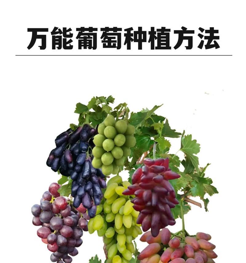 如何选择适合葡萄盆栽的盆？（从盆的大小、形状、材质等角度出发，为你解答！）