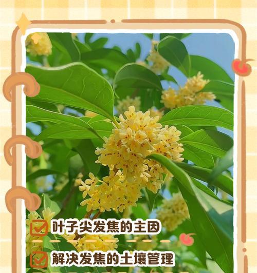 桂花卷叶子的处理方法（保护桂花卷叶子的秘诀）