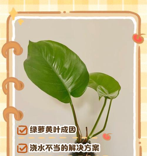 绿萝水培发黄处理方法（如何有效应对绿萝水培发黄问题）