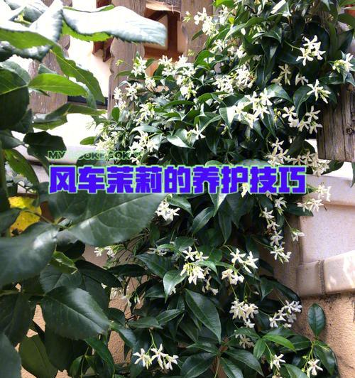 常春藤干枝原因与处理方法（常春藤枯萎缘由、救治措施，科学种植常春藤）
