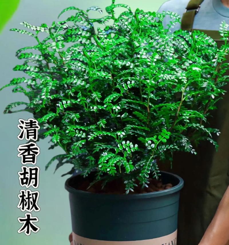 清香木盆景直杆造型之美（以枝叶疏密交错、层次分明为特色的直杆造型技巧）