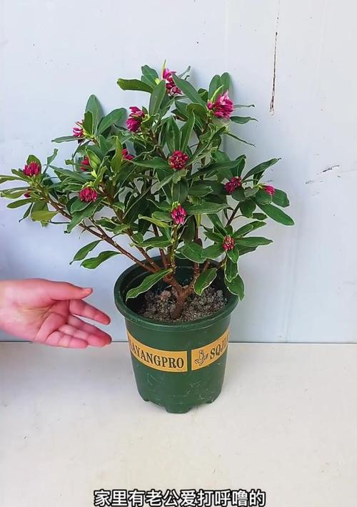 夏日养护瑞香花，芳香依旧