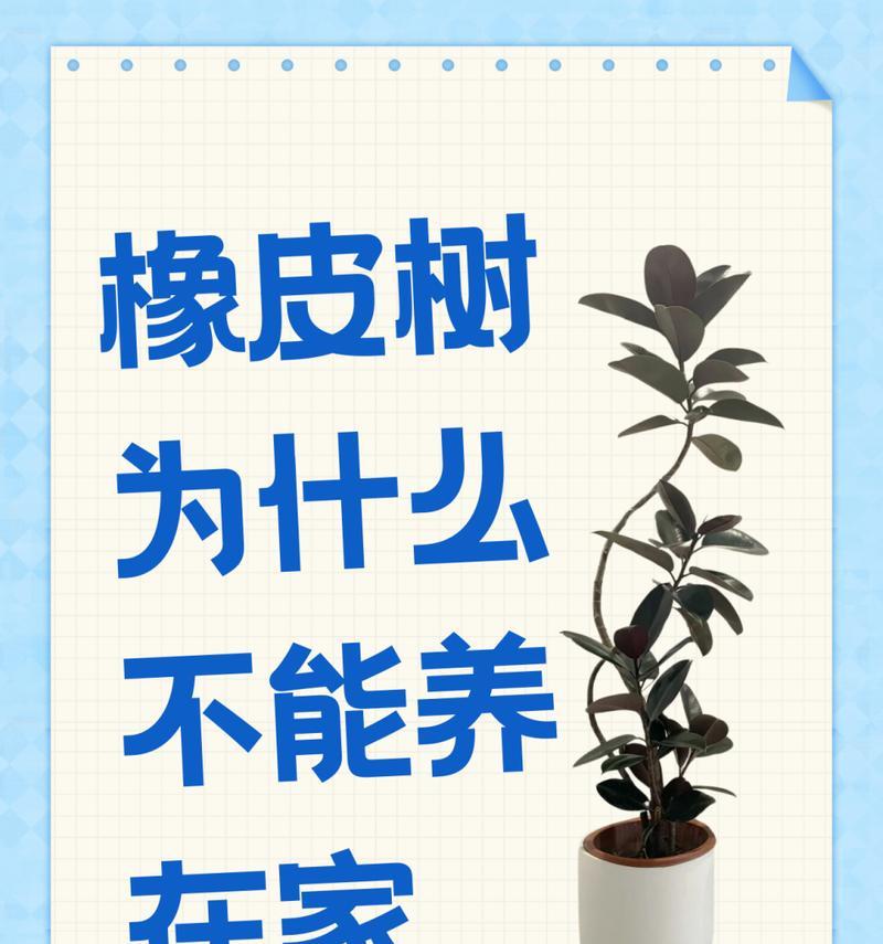 家庭中橡皮树的繁殖指南（培育健康繁茂的橡皮树，享受绿意盎然的家居环境）