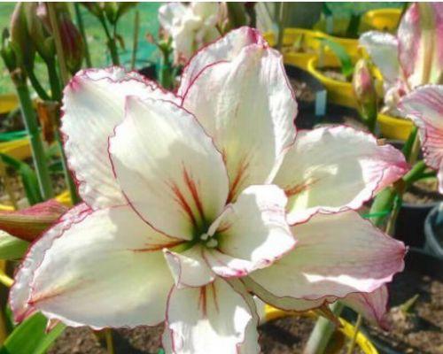 朱顶红花剑的护理秘籍（掌握关键步骤，让花剑焕发永恒之光）