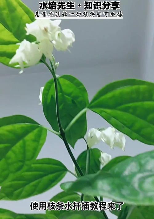 龙吐珠之神奇力量（探索龙吐珠的传说与用途）
