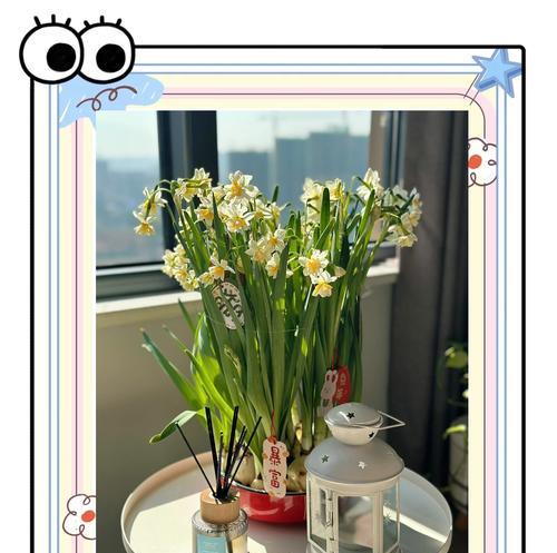 夏季水仙花养护指南（打造美丽耀眼的夏日花海）