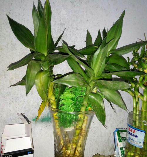 莲花竹的养护指南（让您的莲花竹健康成长）