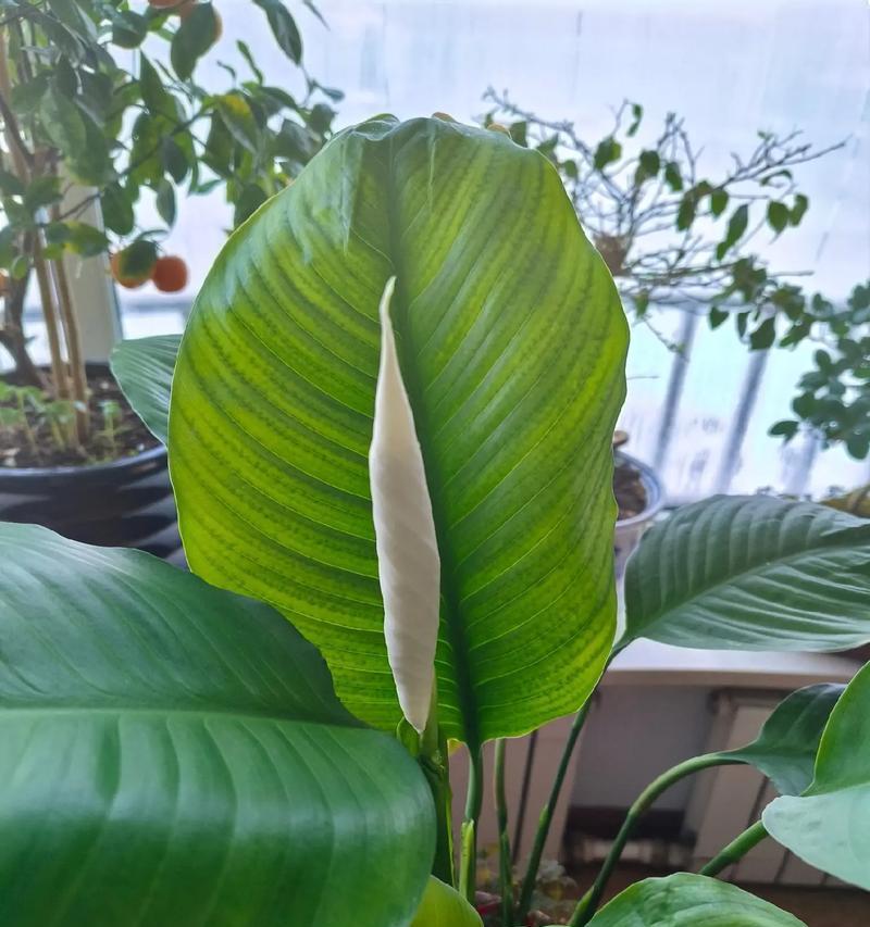 枯花的处理与焕发之道（把握关键，让干枯的花焕发生机）