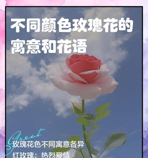 玫瑰花语与代表意义（探究玫瑰花的情感象征与文化内涵）