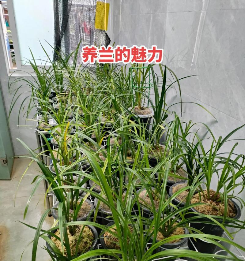 兰花的生长环境与养殖技巧（打造适宜兰花生长的环境条件，提高养殖效率）