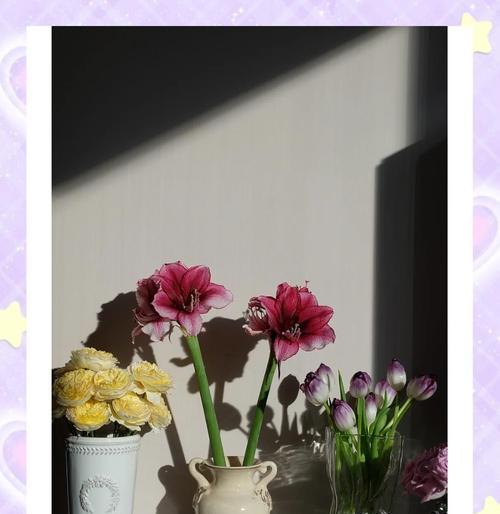 百子莲鲜切花的养护方法（如何让百子莲鲜切花持久鲜美？）