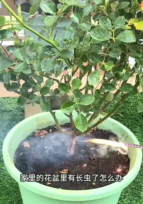 花盆里的小飞虫问题解决方法（消除花盆小飞虫，让植物健康成长）
