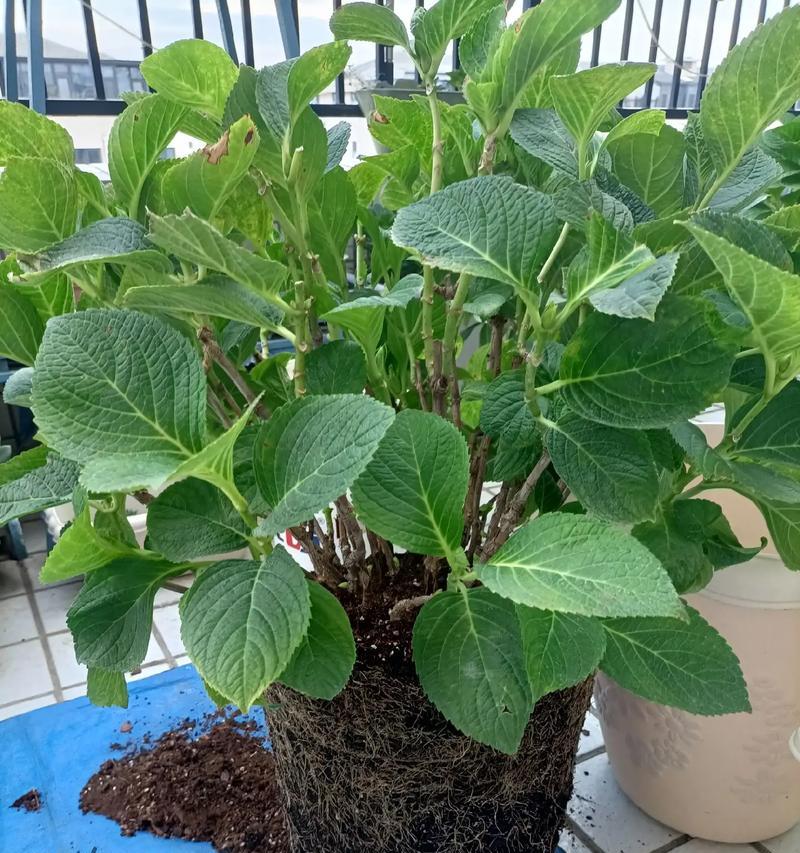 盆珊瑚开花的奥秘（揭秘盆珊瑚开花的条件和技巧）