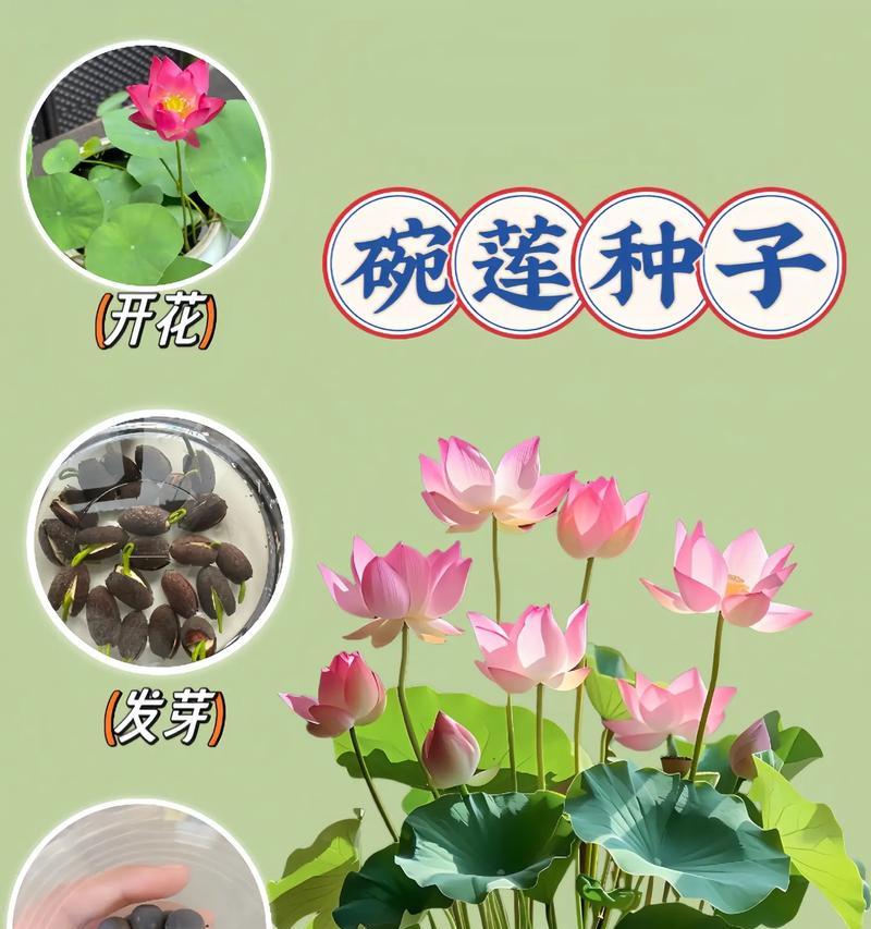 冬天室内发芽技巧大揭秘（以碗莲为例，让您的冬天花园充满生机）
