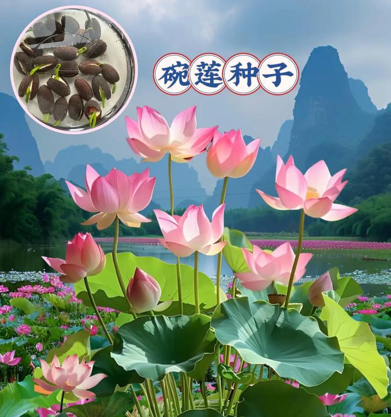 花草种子的保存技巧（科学保存，助您打造花园乐园）