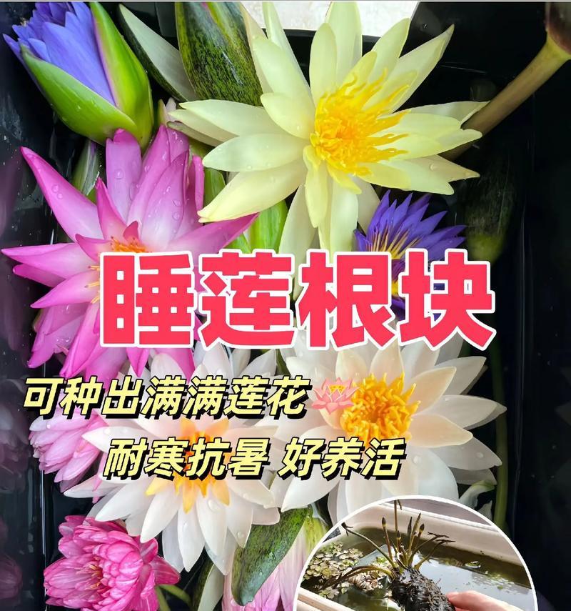 睡莲叶子腐了怎么办？（保护睡莲健康的有效方法及护理技巧）