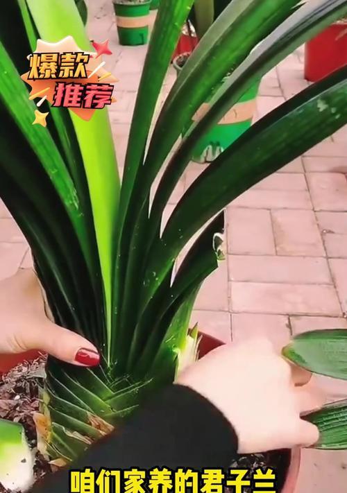 以君子兰整体歪了怎么办？（修复技巧和关键注意事项）
