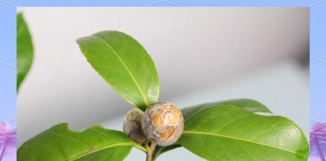 茶花树叶子干枯发黄的原因及治疗方法（探究茶花树叶子干枯发黄的原因，提供有效的治疗方法）