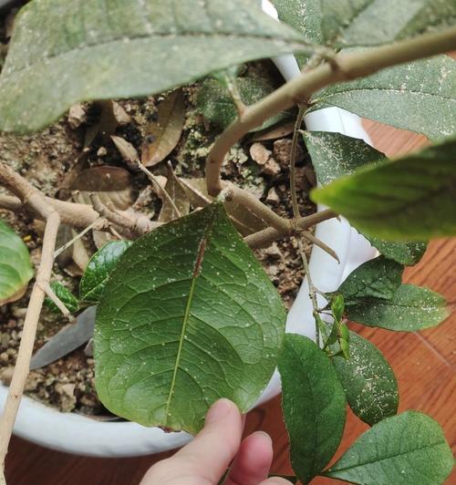 白色粉虱的危害及防治方法（白色粉虱对花长的影响及如何有效防治）