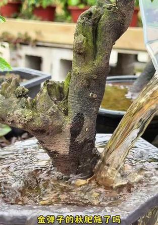 金弹子秋天发芽的管理秘籍（掌握关键技巧，让金弹子秋天发芽蓬勃生长）