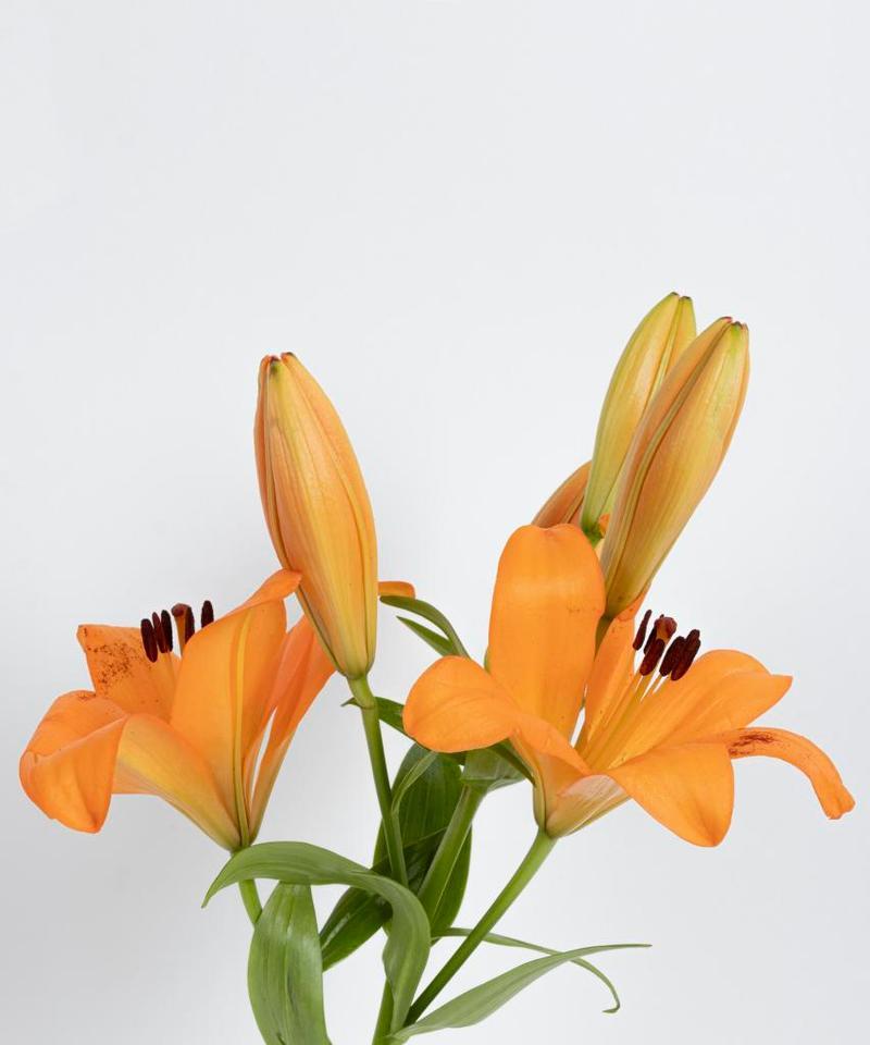 百合花开花时间的探究（探寻百合花开花的周期和特点）