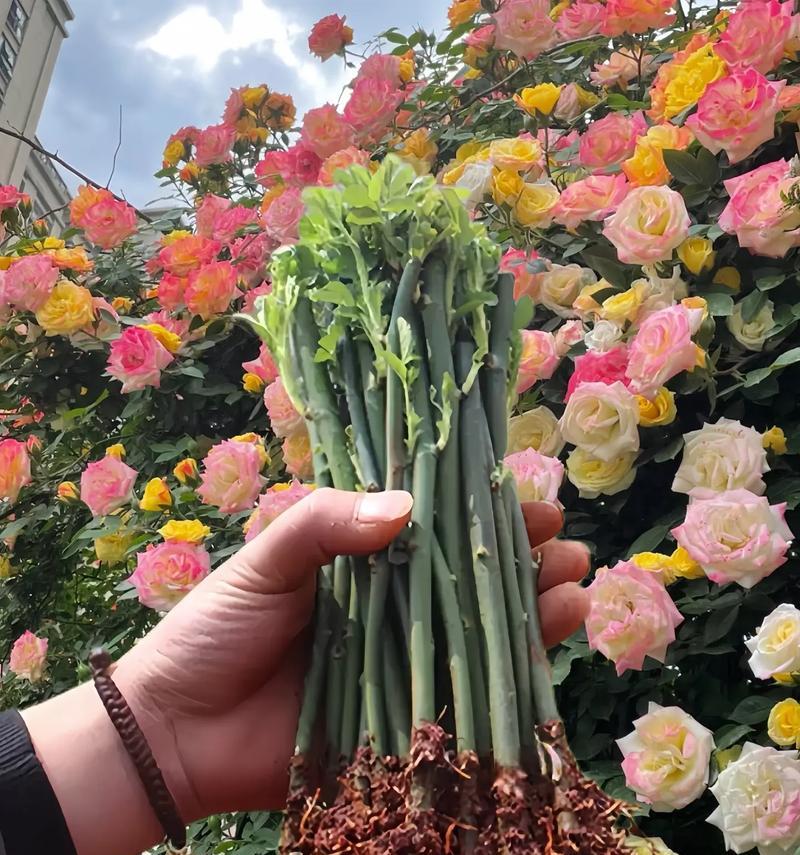 春天播种花卉的技巧与方法（以什么花春天播种怎么种）
