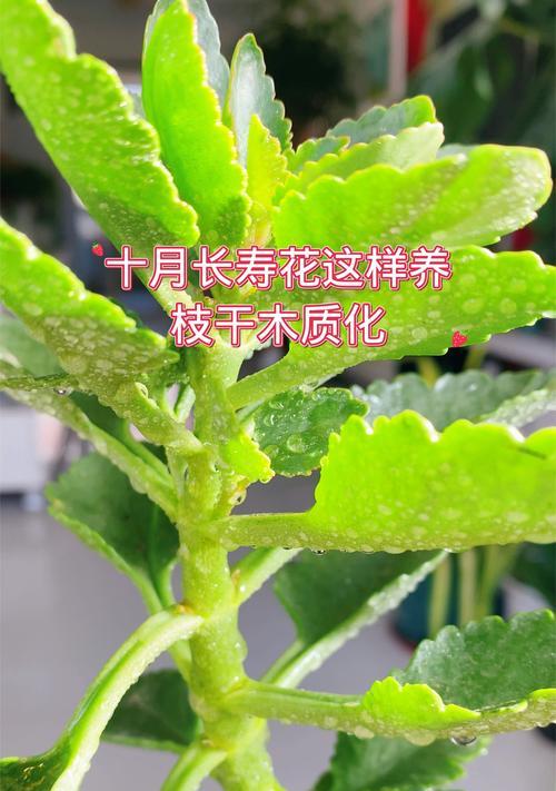如何挽救长寿花花朵枯萎的方法（长寿花花朵枯萎的原因及有效救治措施）