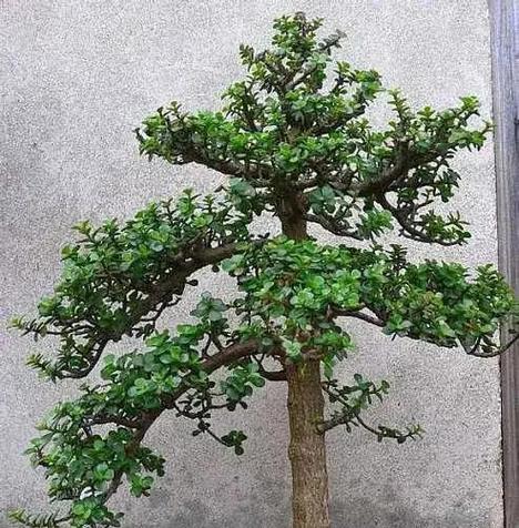 以马齿苋树直干式修剪技巧（打造均匀生长的马齿苋树——直干式修剪的关键技巧）