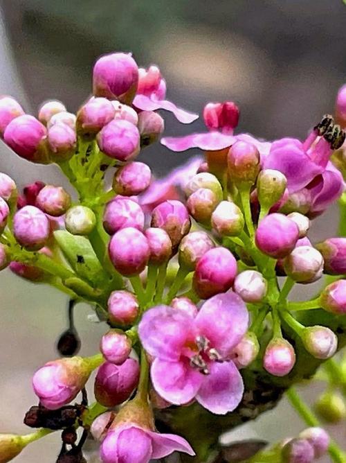 冬青树开花时间分析（解密冬青花期、影响花期因素、优化栽培策略）