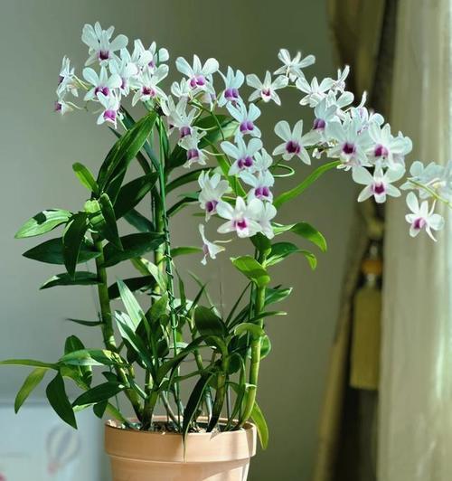 室内耐寒耐阴花卉大全（选择正确的室内花卉，打造优雅的家居绿色空间）