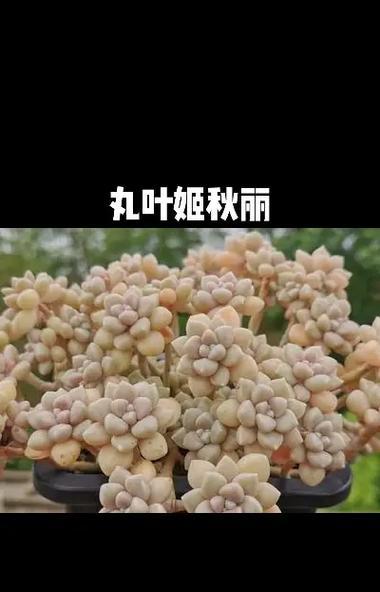 多肉养护指南（全面解析多肉植物的养护技巧和关键要点）