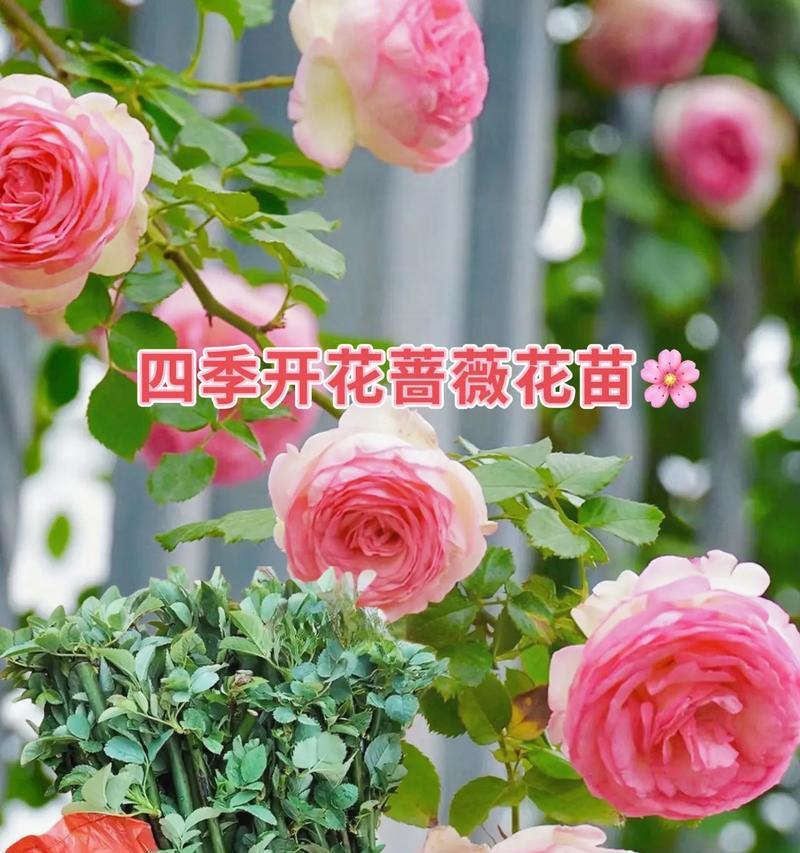 蔷薇花的剪枝时机（春季剪枝的重要性与技巧）