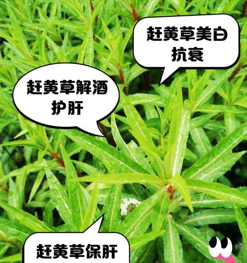 草坪大面积黄了怎么办？（快速恢复草坪绿色生机的方法与技巧）