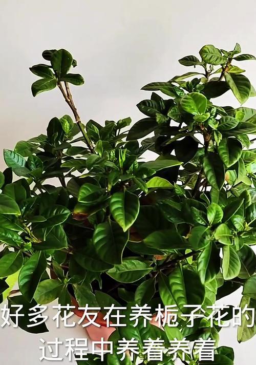 栀子花叶子为何会变黄？（探寻栀子花叶子变黄的原因及解决方法）