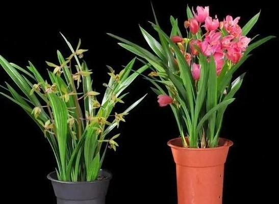 四季开花耐阴花卉大盘点（探秘适合阴暗环境下生长的15种花卉）